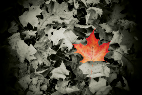 I am the orange leaf by Lisa Sexton