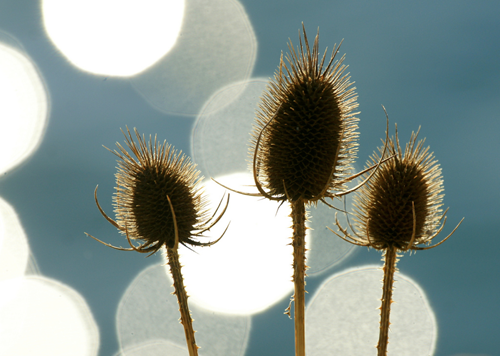Three Degrees by Steve Maskell