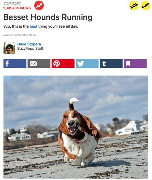 Basset Hounds Running